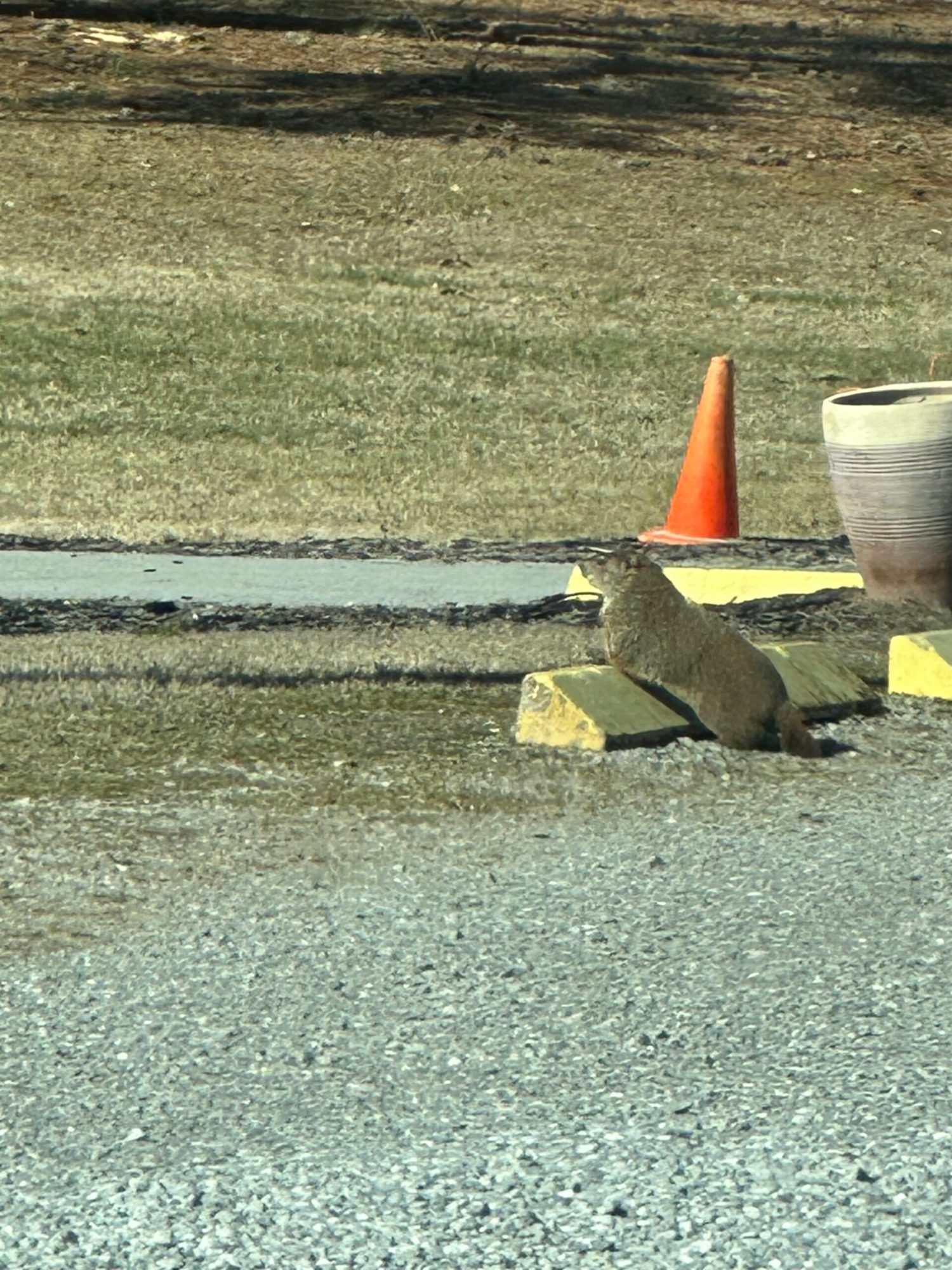 Creative Minds Wanted: Name Our Groundhog! Creative Minds Wanted: Name Our Groundhog!