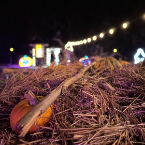 Discover the Enchanted Forest and Wizards Way Village