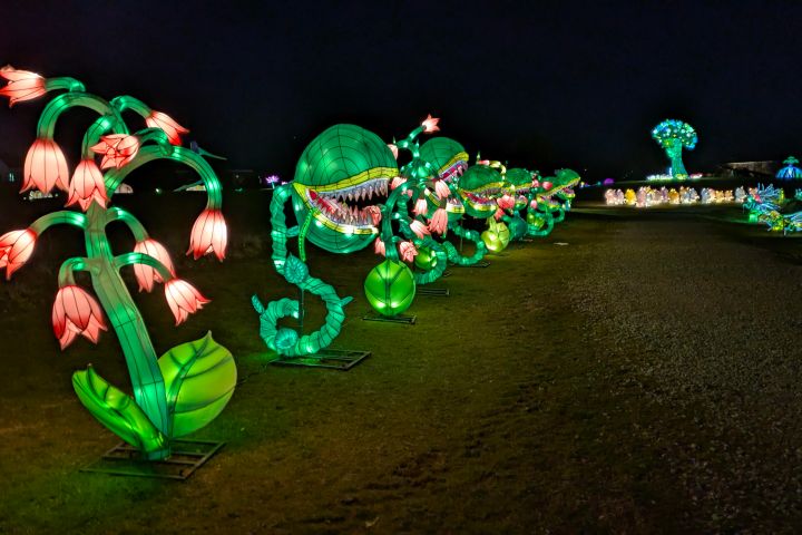 Illuminated plant sculptures glowing green along a nighttime pathway at the SeaLight Festival